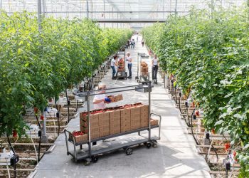 Uz uživanje u Rajskoj rajčici i nagrađeni bermet do lipanjskih i srpanjskih običaja