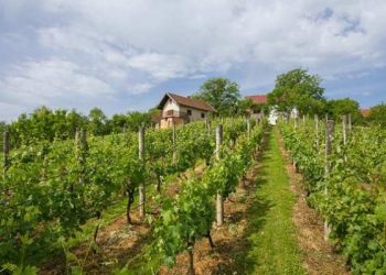 Obavijest vinogradarima