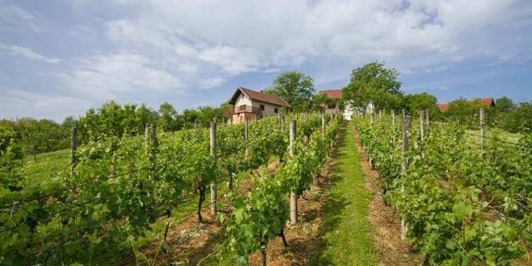 Obavijest vinogradarima