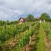 Obavijest vinogradarima