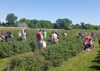 Kroz branje borovnica učili o važnosti zdrave prehrane
