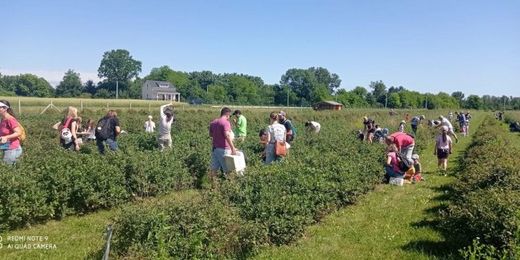 Kroz branje borovnica učili o važnosti zdrave prehrane
