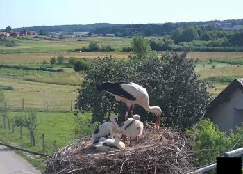 Predložite ime za rode i osvojite nagrade