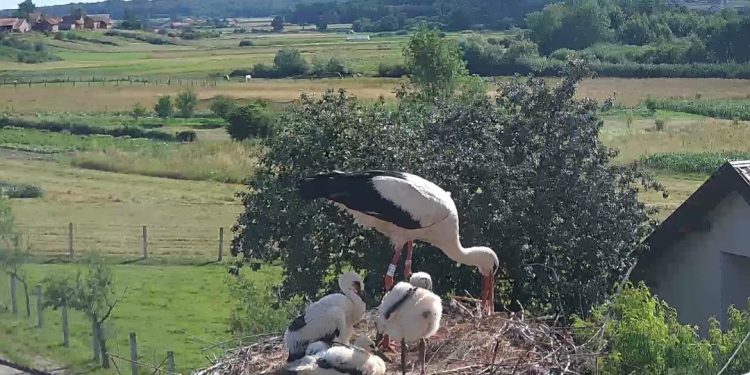 Predložite ime za rode i osvojite nagrade