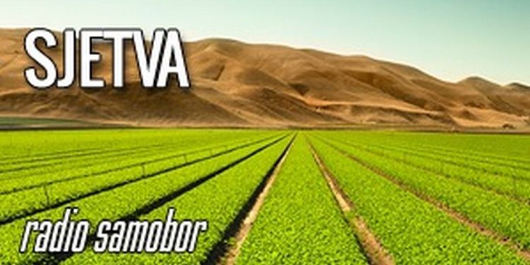 O kvaliteti tla sa zamjenikom ravnateljice HAPIH-a Krunoslavom Karalićem