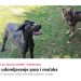 S dr. vet. Tatjanom Zajec o aktivnostima i akcijama Skloništa za nezbrinute životinje Dumovec