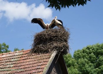 Zaštita i očuvanje bijele rode