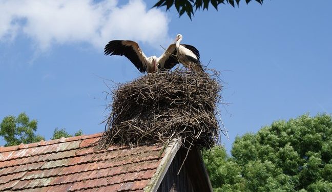 Zaštita i očuvanje bijele rode