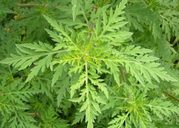 Vrijeme za uklanjanje ambrozije