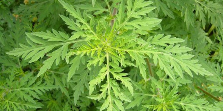 Vrijeme za uklanjanje ambrozije