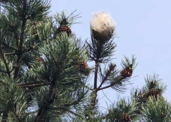 Opasni kukac oštećuje borove na Svetonedeljskom Bregu