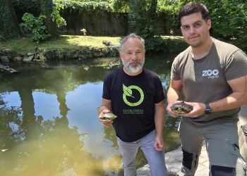 Slatke, ali opasne kornjače