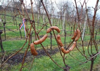 Uz Vincekovo počinje nova vinogradarska godina
