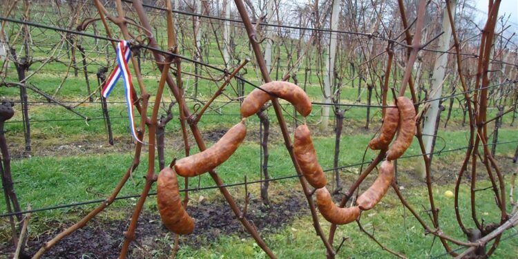 Uz Vincekovo počinje nova vinogradarska godina