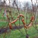 Uz Vincekovo počinje nova vinogradarska godina