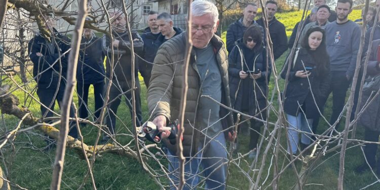 Orezivanje voćki za voćare amatere