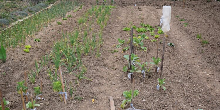 78 građana obrađivat će gradske vrtne parcele
