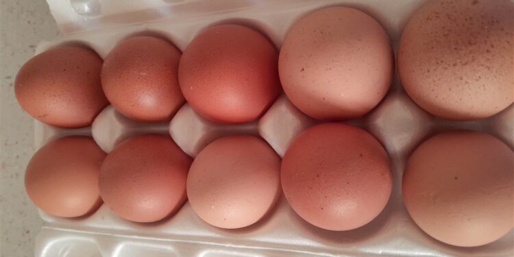 Prodaju se domaća jaja