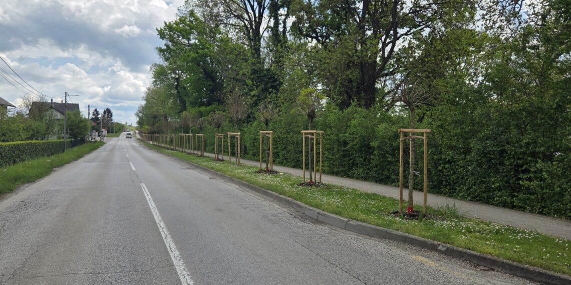 Velika sadnja stabala u Svetoj Nedelji