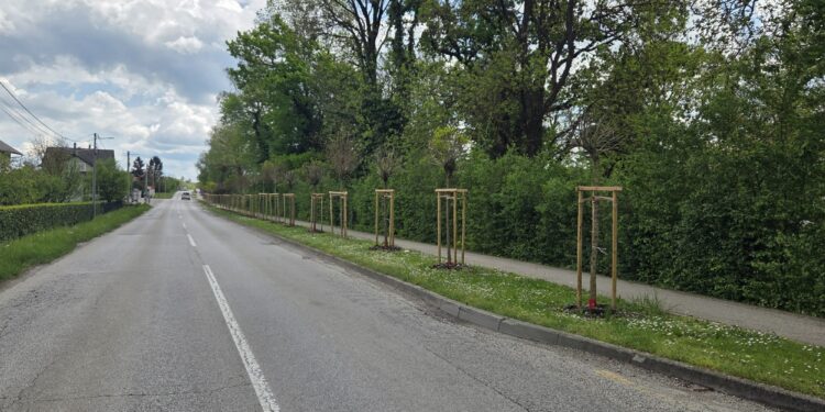 Velika sadnja stabala u Svetoj Nedelji