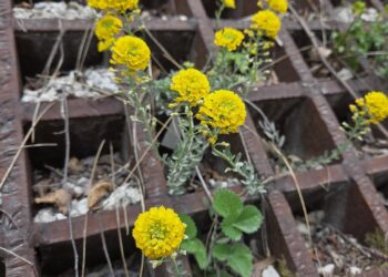 Digitalna izložba u čast nepoznatoj žutoj ljepotici