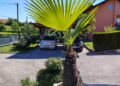 Prodaju se palme