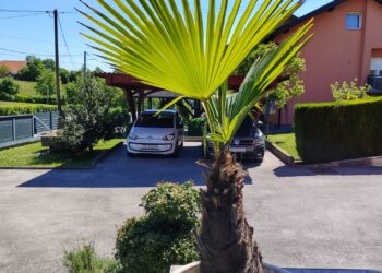 Prodaju se palme
