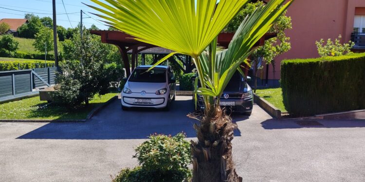 Prodaju se palme