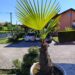Prodaju se palme