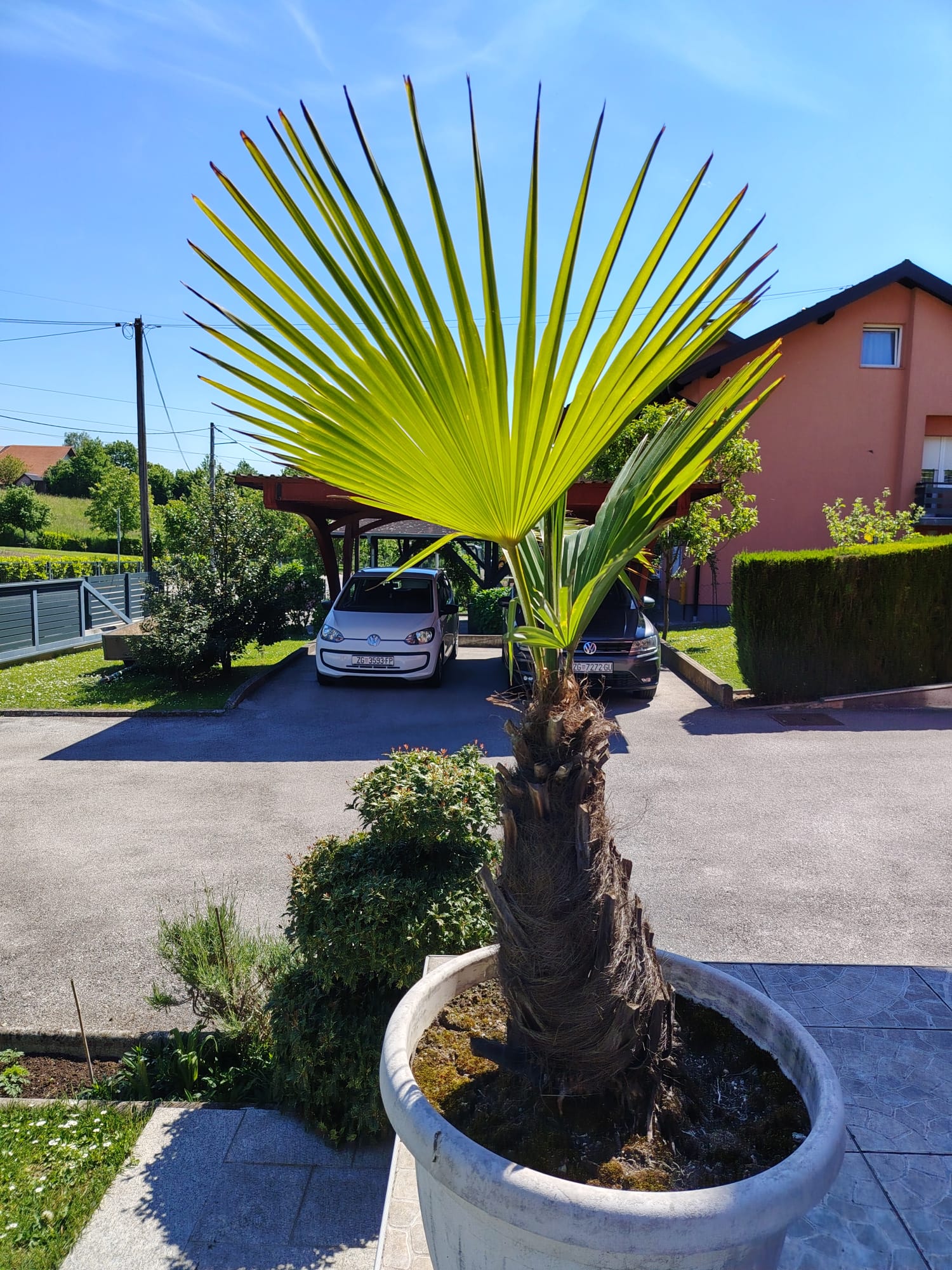 Prodaju se palme