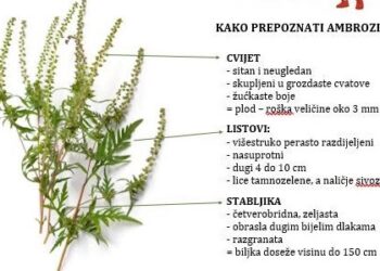 Sveta Nedelja u borbi protiv ambrozije