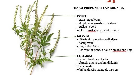 Sveta Nedelja u borbi protiv ambrozije
