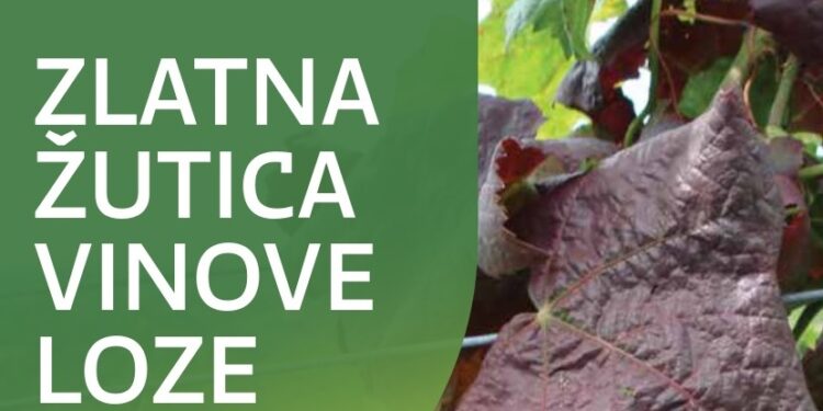 Zlatna žutica ne čeka – suzbijmo je