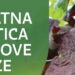 Zlatna žutica ne čeka – suzbijmo je